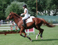 equitazione